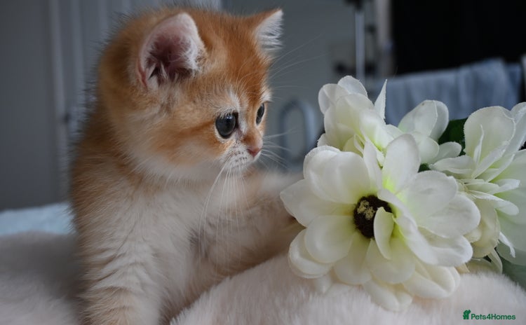 British Shorthair cats - Advert 9