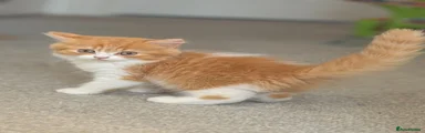 British Longhair 1
