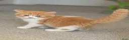 British Longhair cats for sale: Available now 😻 British Longhair kittens - TICA  - Advert 36
