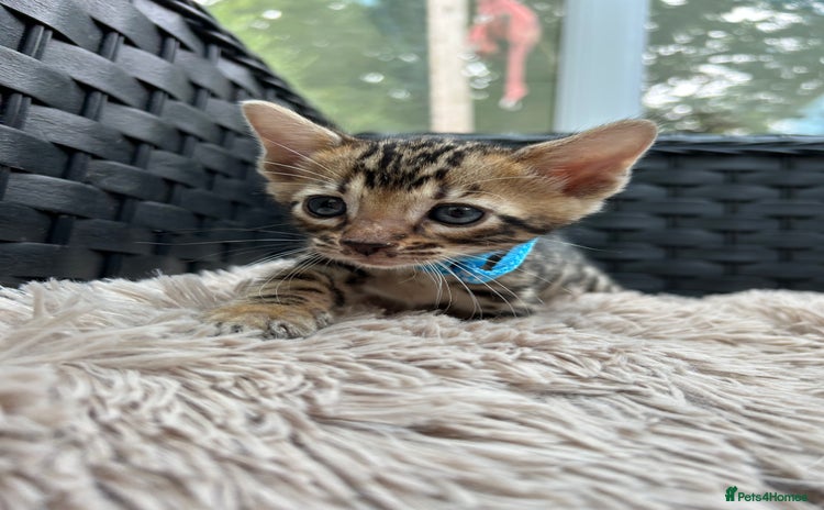 Bengal cats in Birmingham - Advert 3
