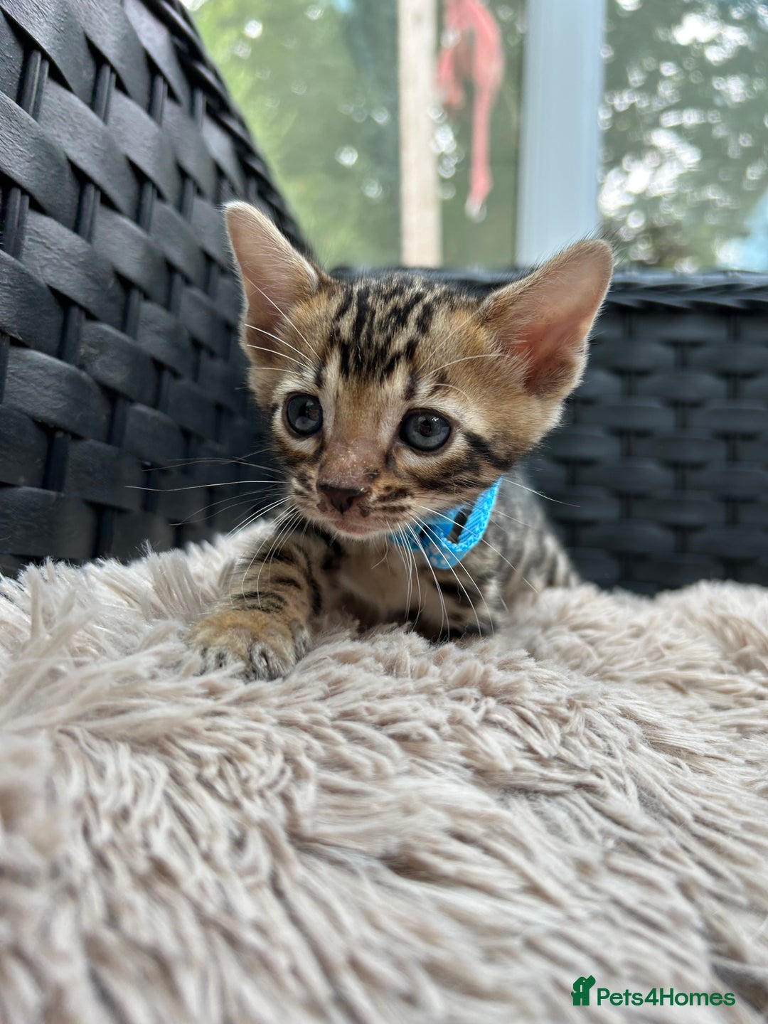 Bengal cats for sale: ❤️ PURE BENGAL KITTENS FOR RESERVATION! ❤️ in Birmingham - Image 2
