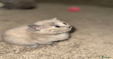 British Shorthair cats - Advert 16