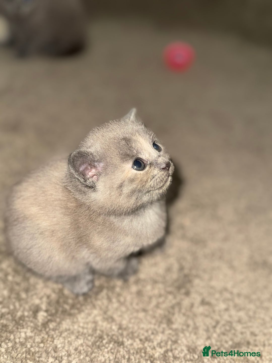 British Shorthair cats for sale: British shorthair kittens READY NOW❤️ - Image 2