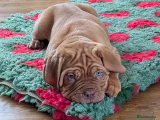Dogue De Bordeaux dogs Last pup, boy, ready Tues! - Advert 1