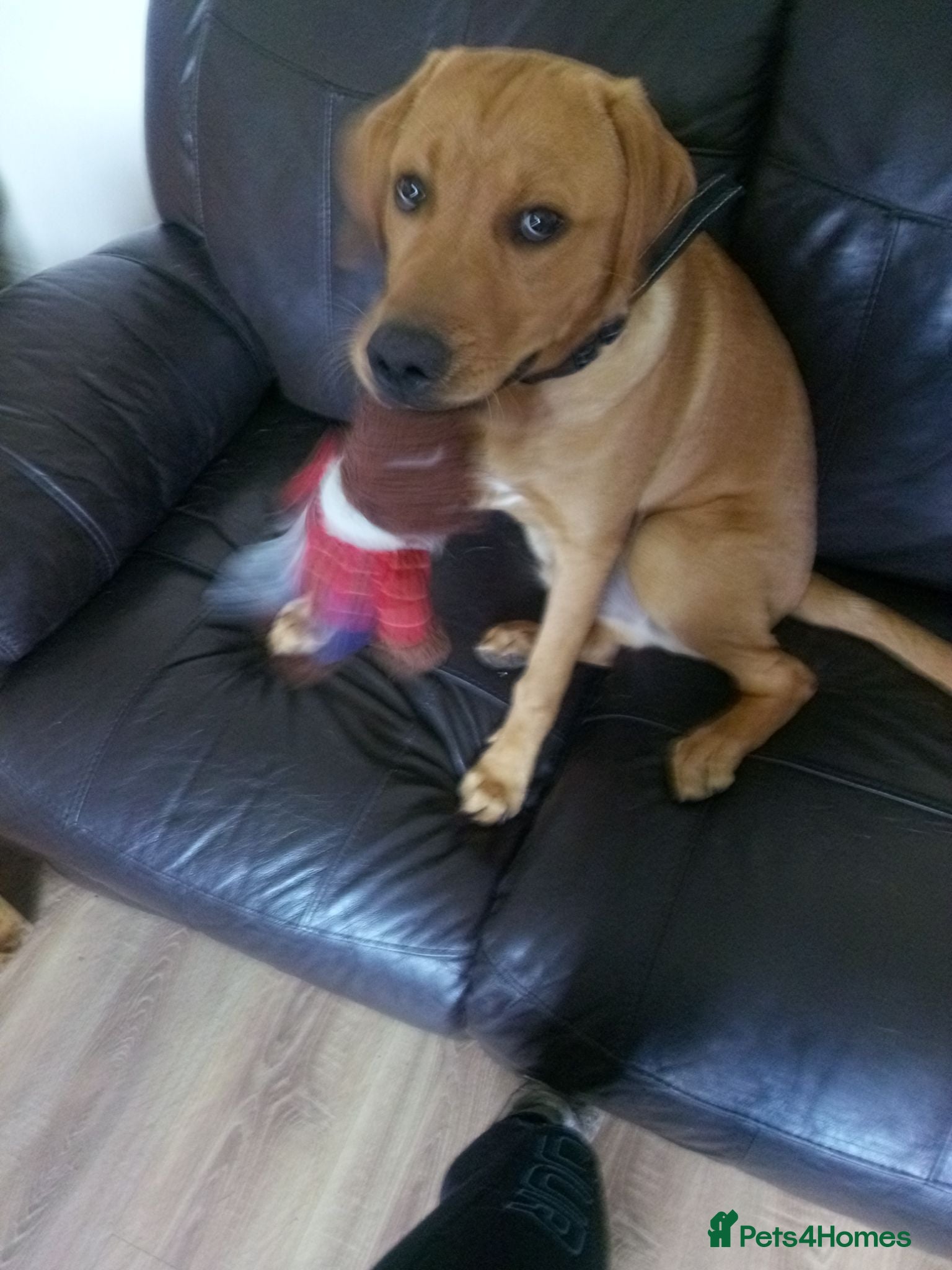 Labrador Retriever dogs Labrador retriever for sale  - Advert 6