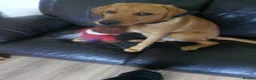 Labrador Retriever dogs for sale: Labrador retriever for sale  in Peterlee - Advert 1