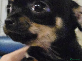 Chihuahua dogs Ready to leave Teeny Weeny Blue Chihuahuas - Advert 1