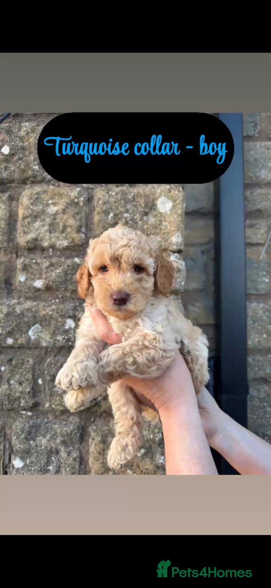 Mixed Breed dogs Miniature/toy poodle - Advert 5