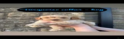 Mixed Breed dogs for sale: Miniature/toy poodle - Advert 1