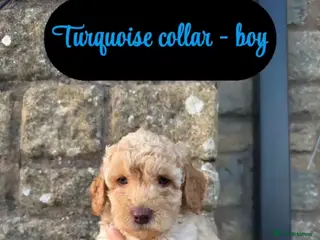 Mixed Breed dogs 6 Miniature/toy poodle🩷💙 - Advert 5