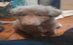 German Shepherd dogs for sale: 🌟ISABELLA GERMAN SHEPHERD PUPPIES 🌟 - Image 10