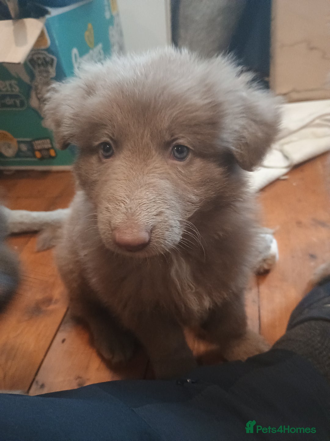German Shepherd dogs for sale: 🌟ISABELLA GERMAN SHEPHERD PUPPIES 🌟 - Image 10