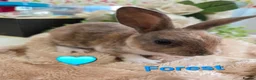 Mini Lop rabbits for sale: I have baby mini lops and mini rex available  - Advert 11