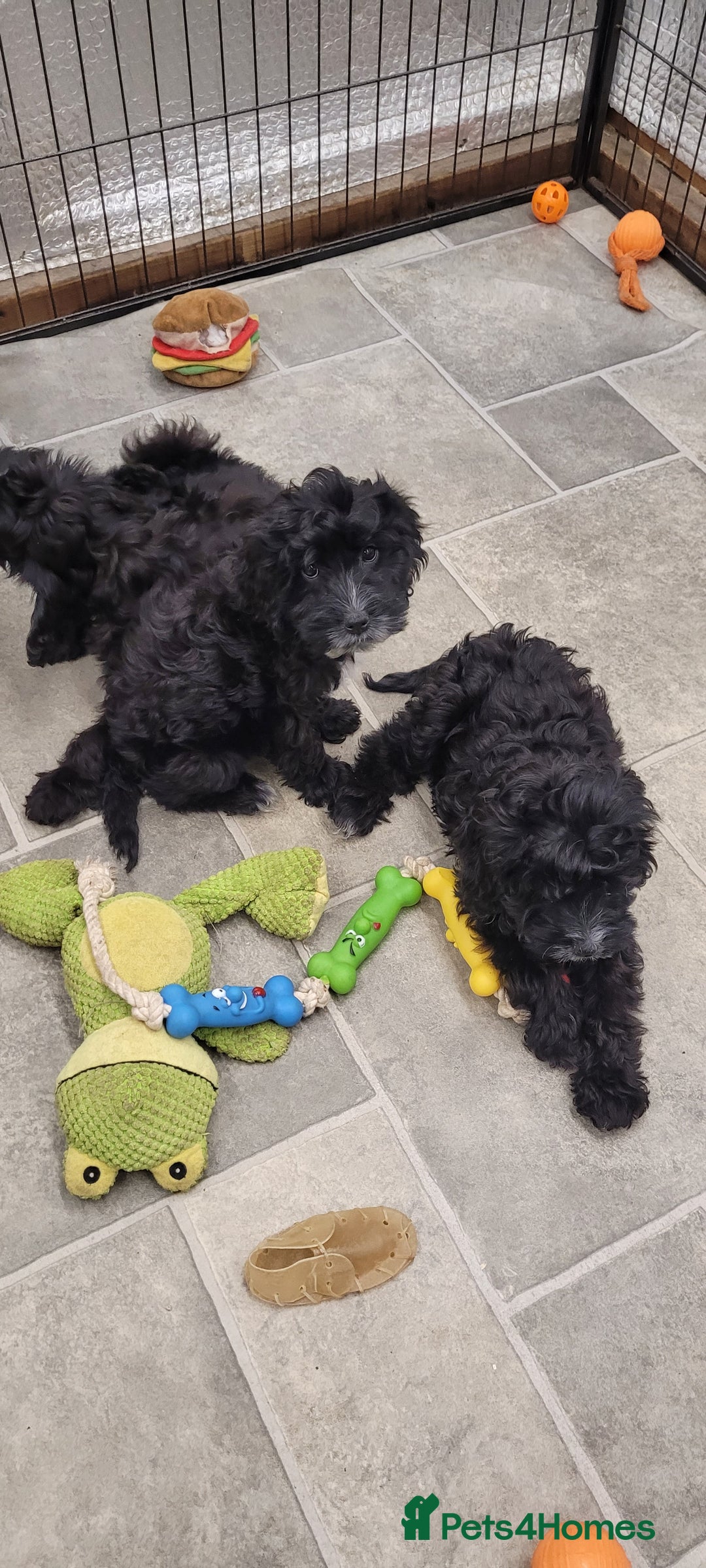 Cockapoo dogs for sale: 3 Stunning Black Girls F1 Show type cockapoos - Advert 10
