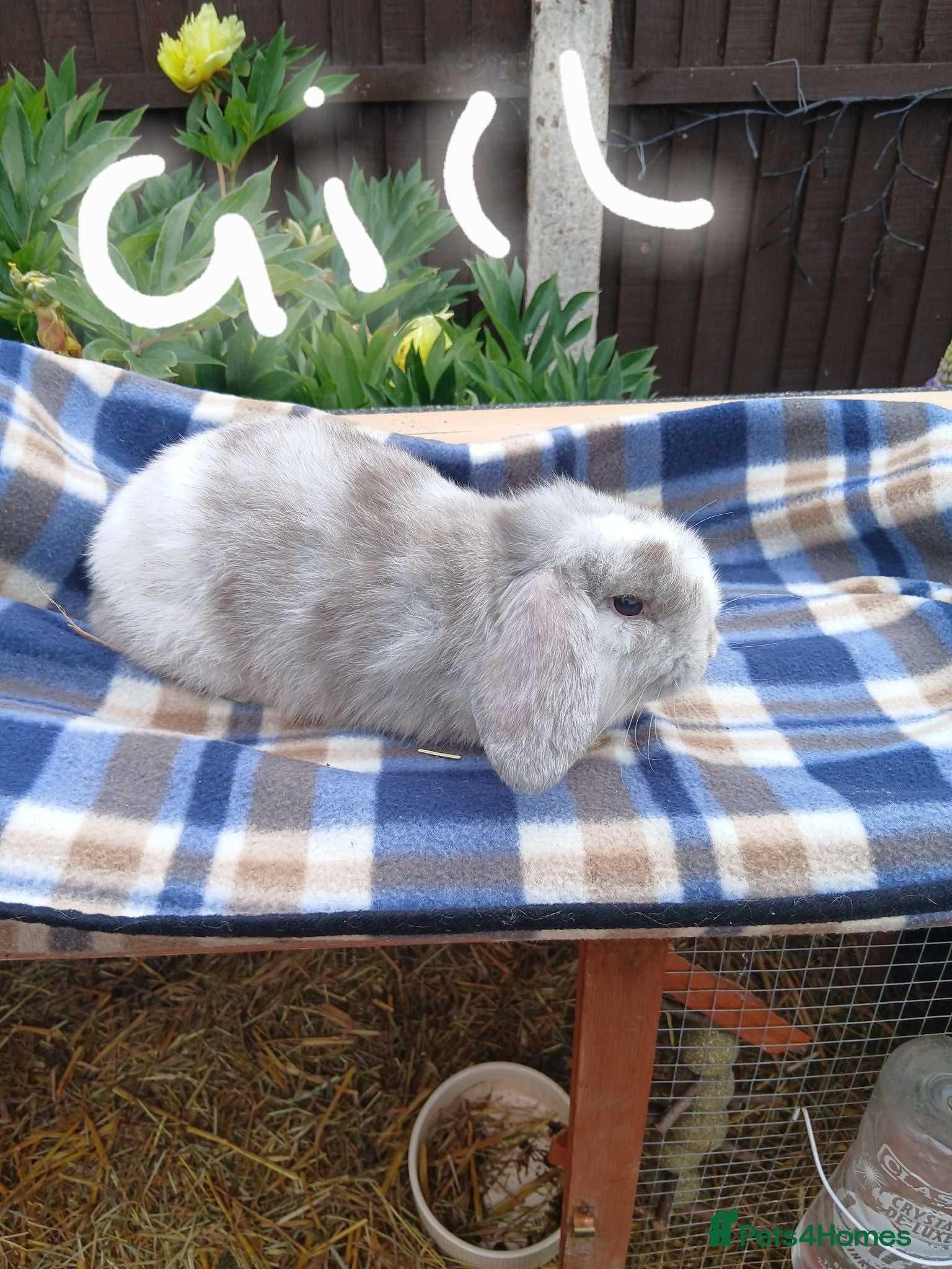 Mini Lop rabbits Mini plush x mini lop  - Advert 6