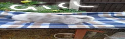 Mini Lop rabbits for sale: Mini plush x mini lop  - Advert 1