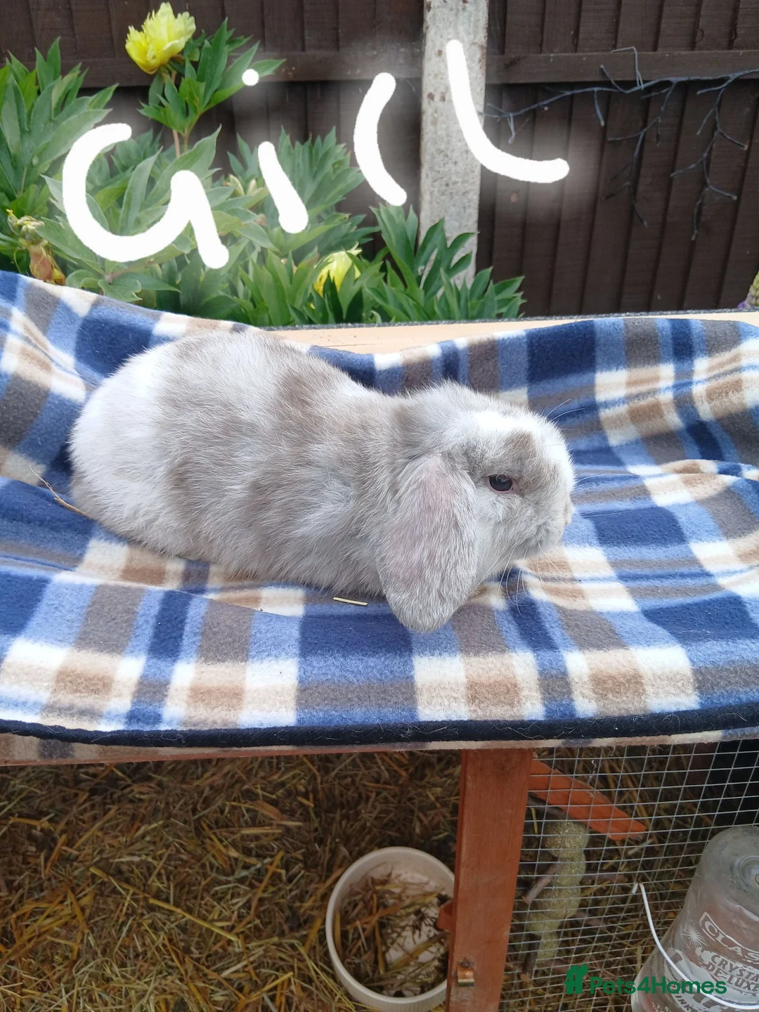 Mini Lop rabbits for sale: Mini plush x mini lop  - Advert 1