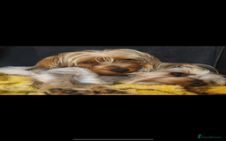 Yorkshire Terrier dogs for sale: 6 adorable puppies  - Image 3