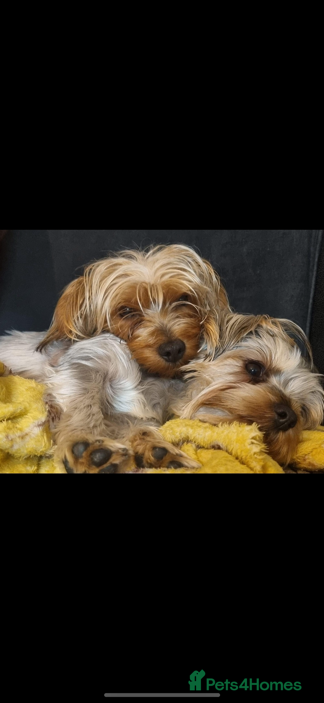 Yorkshire Terrier dogs for sale: 6 adorable puppies  - Image 3