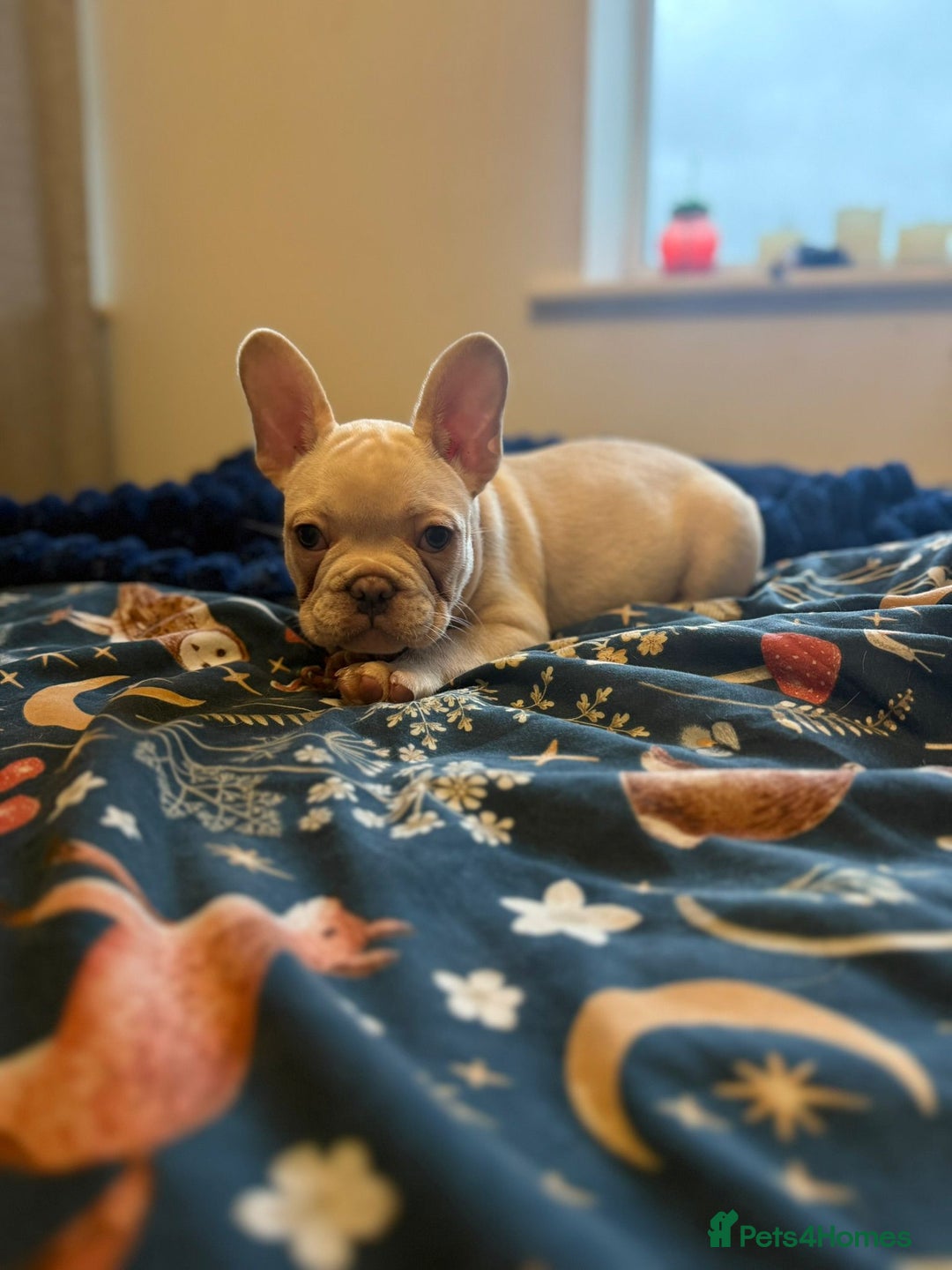 French Bulldog dogs for sale: french bulldog puppy ono - Advert 3