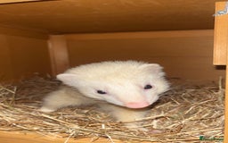 Ferret rodents for sale: Two male ferrets needing new 🏡  - Image 2