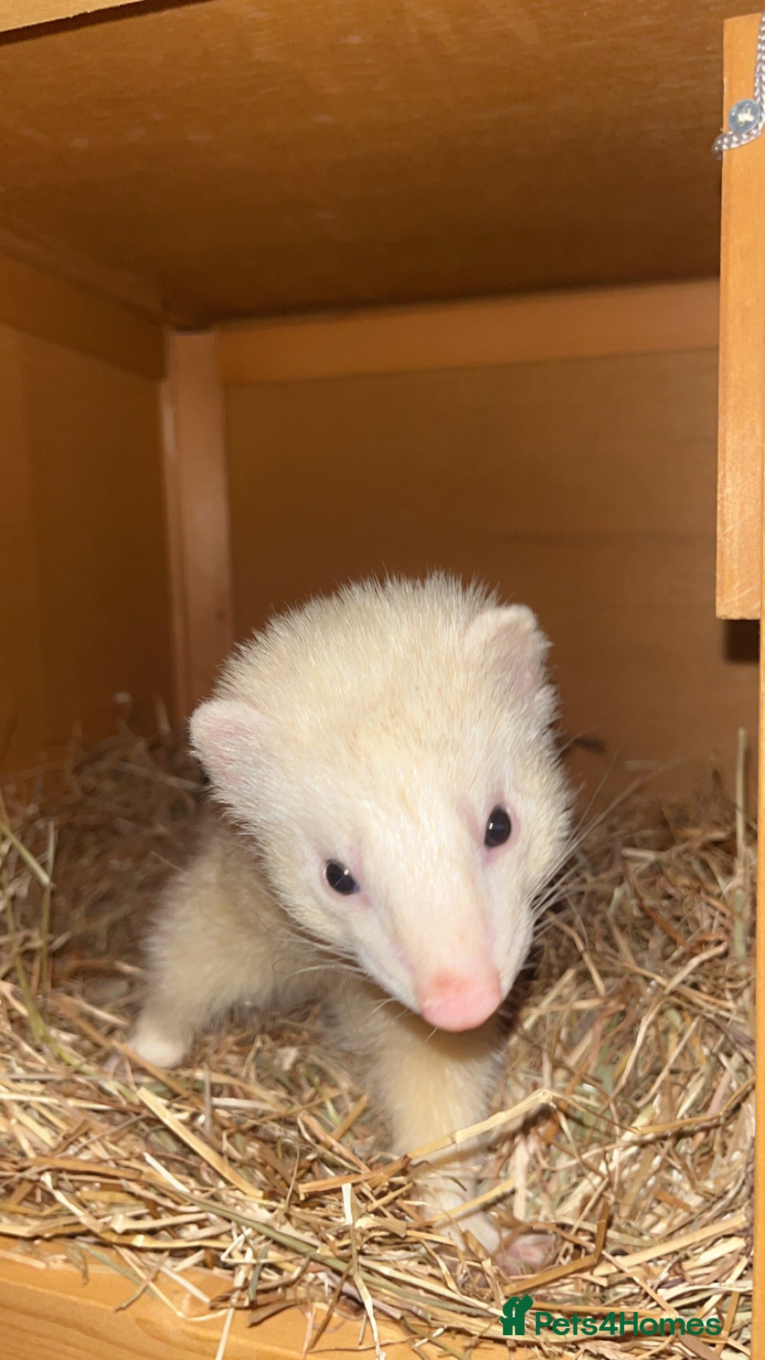 Ferret rodents for sale: Two male ferrets needing new 🏡  - Image 2