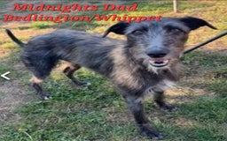 Lurcher dogs for sale: Lurcher Pups - Image 9