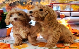 Cockapoo dogs for sale: EXTENSIVELY HEALTH TESTED PARENTS F1 COCKAPOOS - Image 8