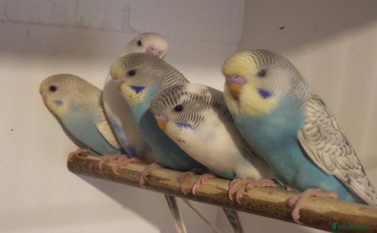 Budgerigars birds - Advert 1