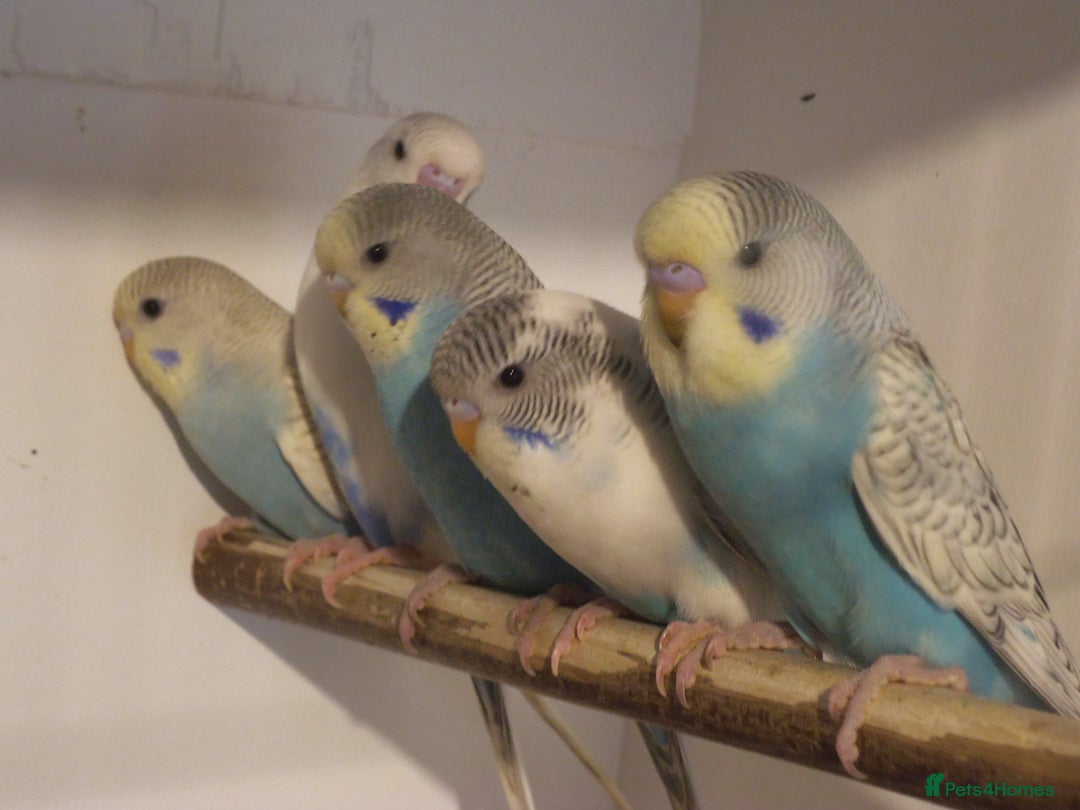Budgerigars birds for sale: BEAUTIFUL BABY BUDGIES - Image 1