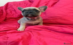 French Bulldog dogs for sale: French bulldog puppies  - Image 3