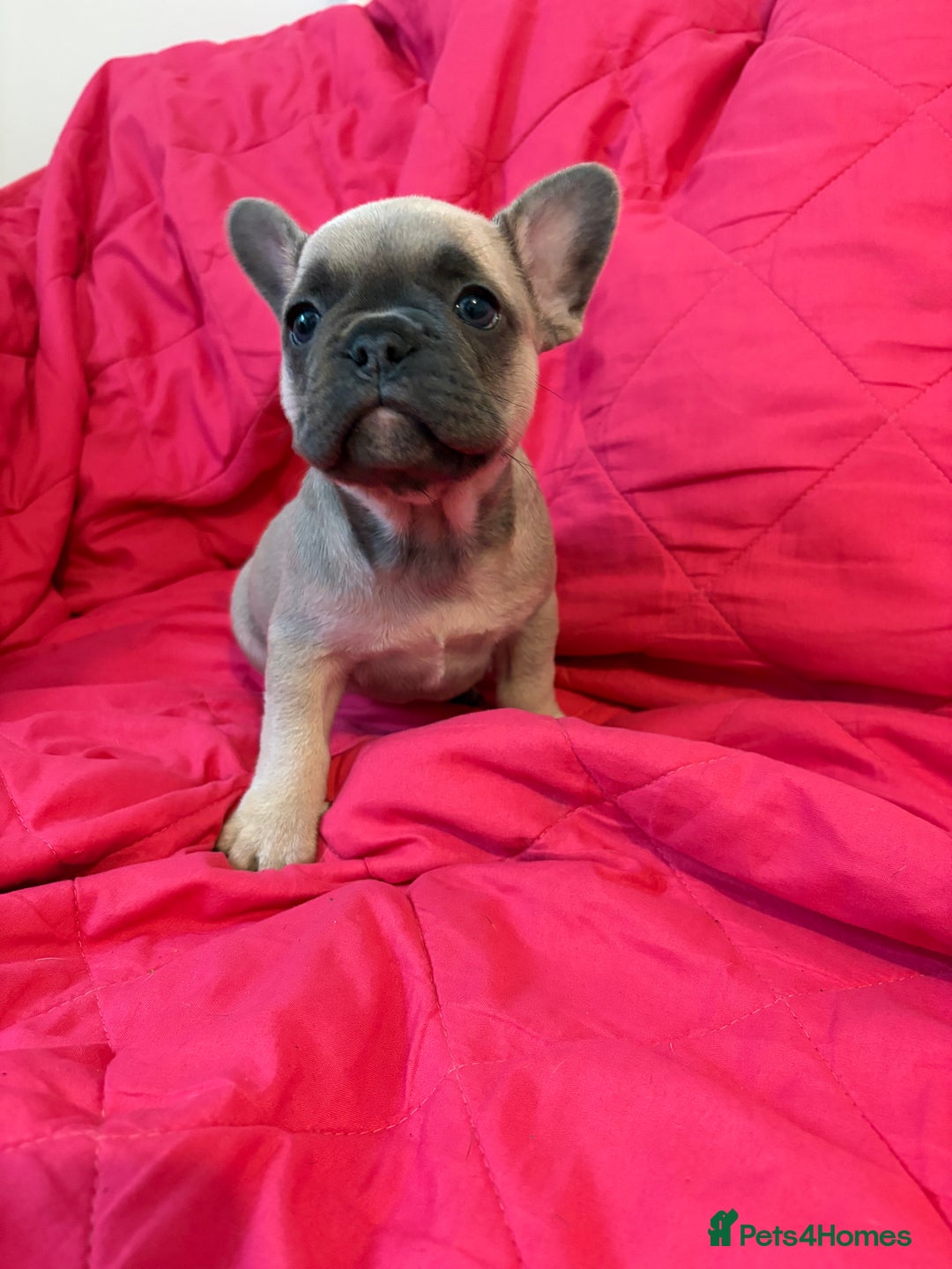French Bulldog dogs for sale: French bulldog puppies  - Image 3