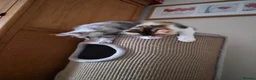 Maine Coon cats for sale: Beautiful Mainecoons  - Advert 8