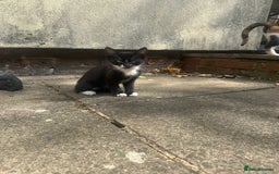 European cats for sale: For free adoption  - Image 1