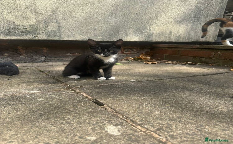 European cats - Advert 1