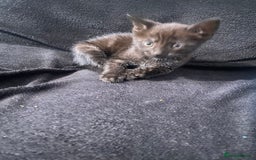 Bombay cats for sale: kitten for sale - Image 7