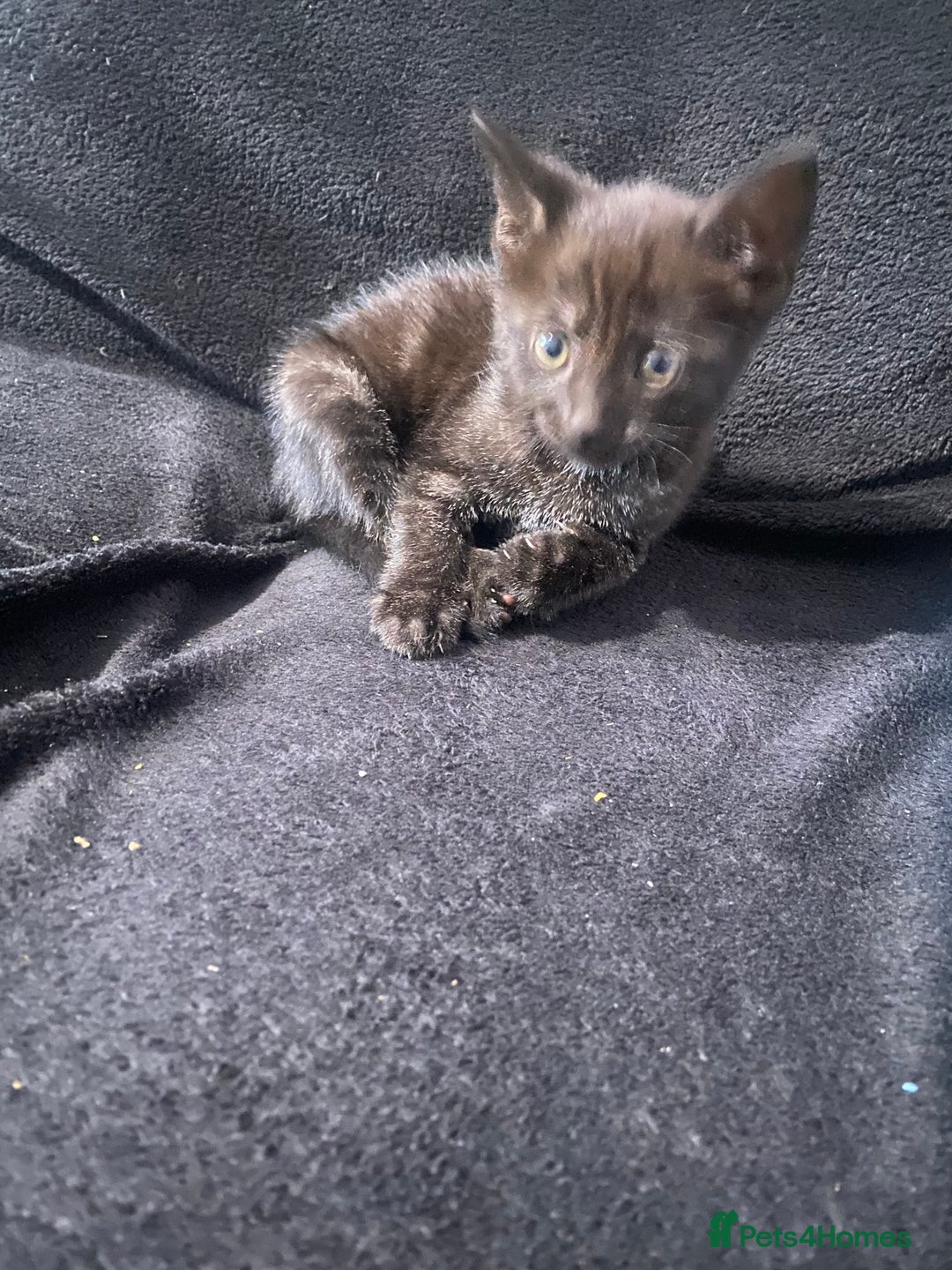 Bombay cats for sale: kitten for sale - Image 7