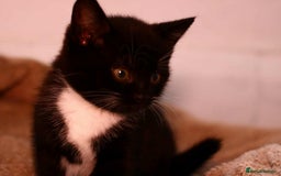 European cats for sale: Kittens  - Image 7