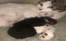 Mixed Breed cats for sale: Stunning kittens for sale  - Image 8