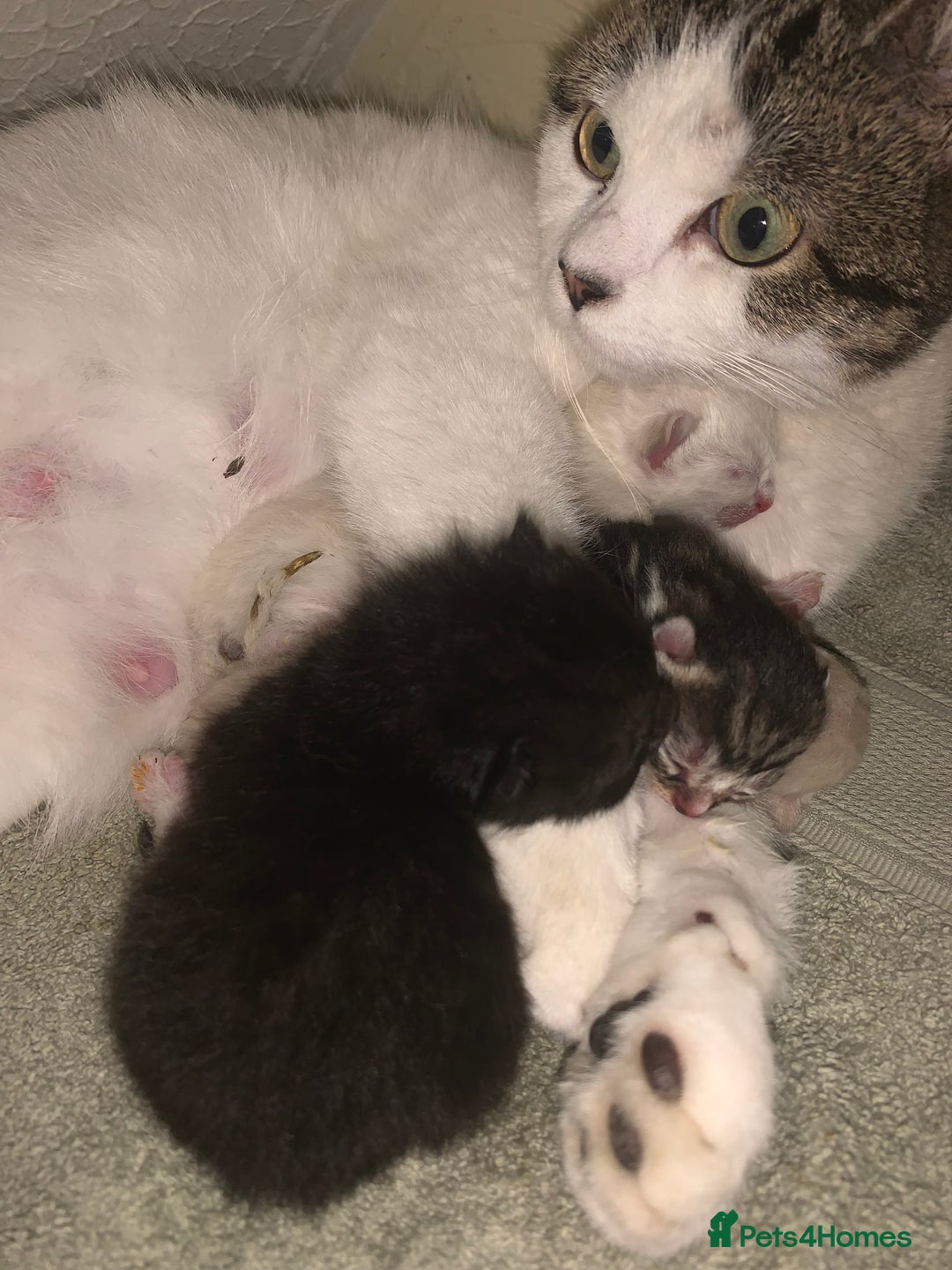 Mixed Breed cats for sale: Stunning kittens for sale  - Image 8