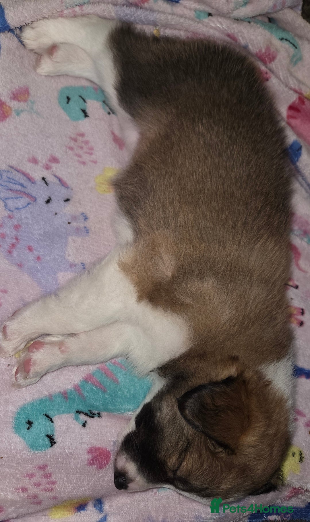 Border Collie dogs for sale: Beautiful tri colour border collie pups  - Advert 18