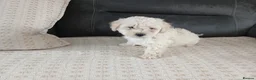 Maltipoo dogs for sale: Maltipoo puppies - Advert 20