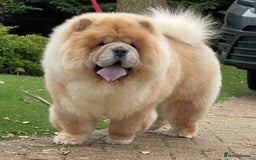 Chow Chow dogs for sale: 🧸🧸Beautiful litter of chow chow puppies🧸🧸 - Image 13