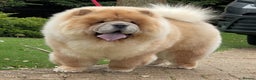 Chow Chow dogs for sale: 🧸🧸Beautiful litter of chow chow puppies🧸🧸 - Advert 21