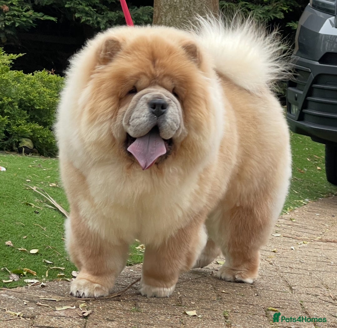 Chow Chow dogs for sale: 🧸🧸Beautiful litter of chow chow puppies🧸🧸 - Image 13