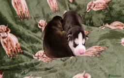 Siberian Husky dogs for sale: Outstanding Siberian husky puppies  - Advert 4