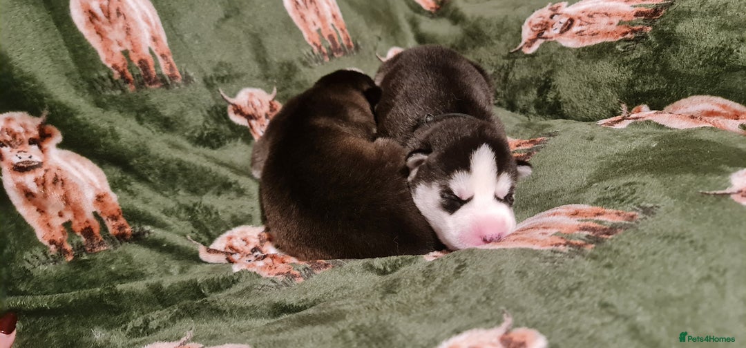 Siberian Husky dogs for sale: Outstanding Siberian husky puppies  - Advert 4