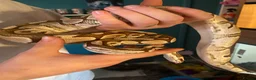 Python Snake reptiles for sale: Royal pythons  in Tenbury Wells - Advert 4