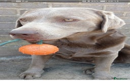 Labrador Retriever dogs for sale: Beautiful Foggy  - Image 6