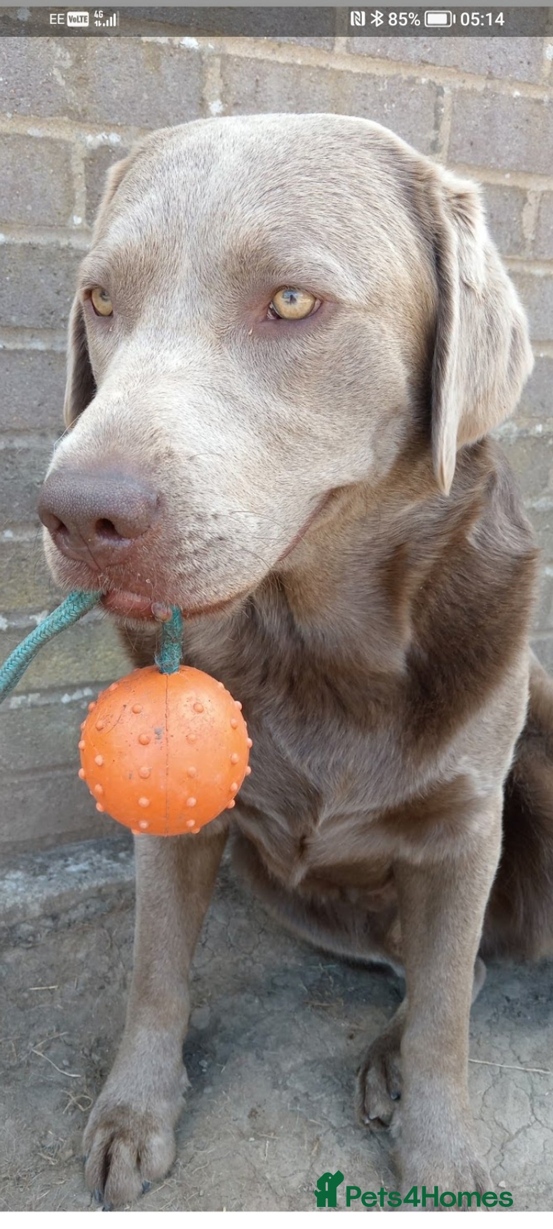 Labrador Retriever dogs for sale: Beautiful Foggy  - Image 6